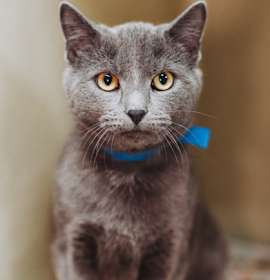 Photo of 90073a Larry- Pounce Cat Cafe