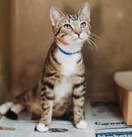 Photo of 90062A Darrel- Pounce Cat Cafe