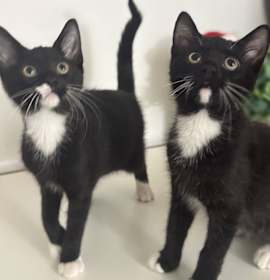 Photo of Lenore (Isabel)