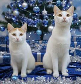 Photo of Fin Bonded to Avery