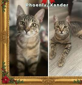 Photo of Xander and Phoenix