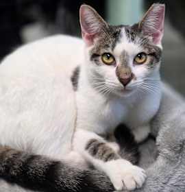 Photo of 0925-131 Star