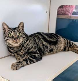 Photo of Ollie 25-5387F