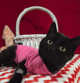 Photo of TJ McStuffins