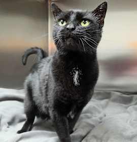 Photo of Binx
