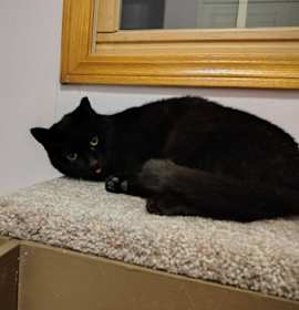 Photo of Ninja - In a Foster Home