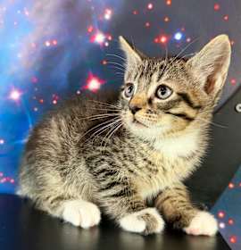 Photo of Golden Pineapple