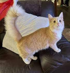 Photo of Kako (Adopt with Kin)