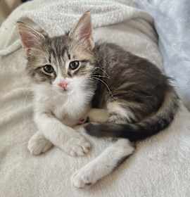 Photo of Gunnar (Adopt with Gibson)