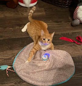 Photo of Kin (Adopt with Kako)