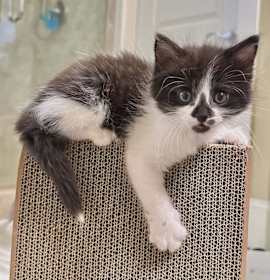 Photo of Gibson (adopt with Gunnar)