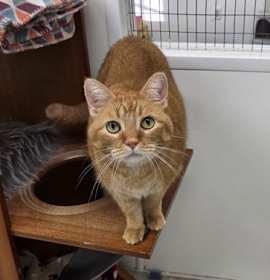 Photo of Jinxy *George*