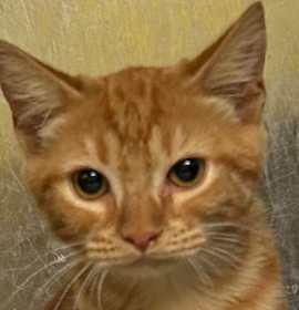 Photo of Michael Meowers