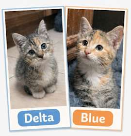 Photo of Blue and Delta