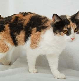 Photo of Marilyn Monroe