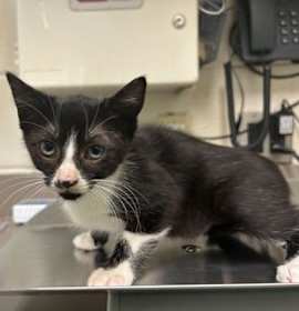 Photo of Roo (black chin)