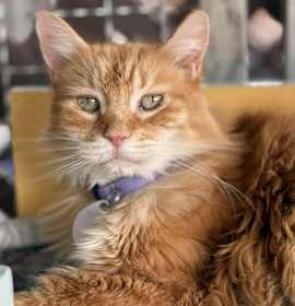 Photo of Mrs. Tangerine