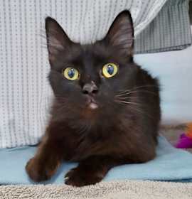 Photo of Dew Drop 12 (Charly)