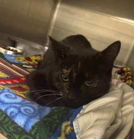 Photo of Sweet Lady Marmalade