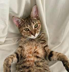 Photo of Waffles (bonded with Waverly)