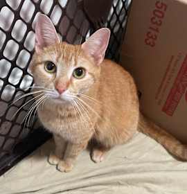 Photo of Waverly (bonded with Waffles)