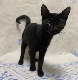 Photo of Midnight Rose