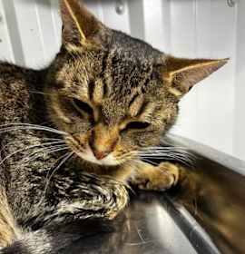 Photo of Holidaystuffing