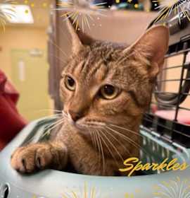 Photo of SPARKLES