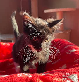 Photo of Optimus prime