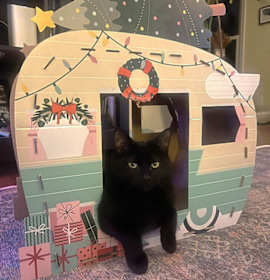 Photo of PRAIRIE DAWN