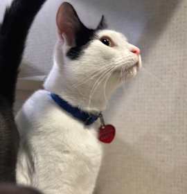 Photo of Frederick - BONDED TO ANNABELL