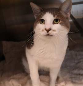 Photo of MAXWELL (ABS) HIDDEN GEM