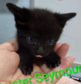 Photo of Sinister Seymour