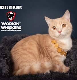 Photo of AXEL MILLER