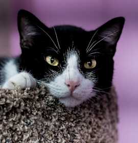 Photo of Oreo Speedwagon