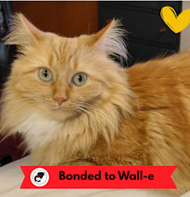 Photo of Brandy (c2025)