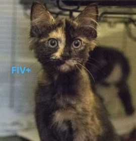 Photo of Jasmine (bonded with Bell; Roy