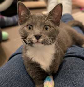 Photo of Bell (bonded with Jasmine; Roy