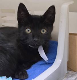 Photo of 89035a Jerry- PetSmart North C