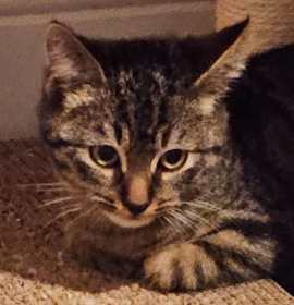 Photo of Chunk Norris