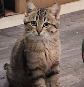 Photo of Skittles(bonded with Kevin)