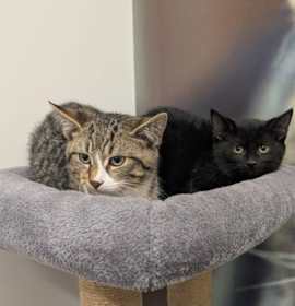 Photo of Rancher (Bonded with Jolly)