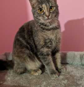 Photo of 7454 Glimmer