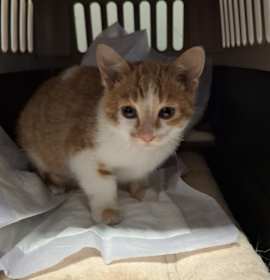 Photo of Chud Lester