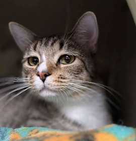 Photo of Micki Meowmura