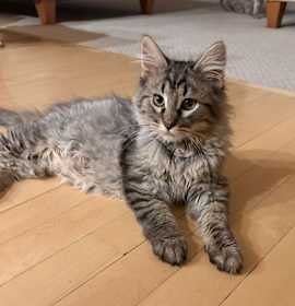 Photo of France C4761 - ADOPTION BEING FINALIZED