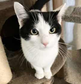 Photo of Gizmo - KBC