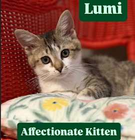 Photo of Lumi, Jenkintown PS, (FCID 12/16/2025-139)