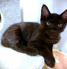 Photo of Kitten Noibat