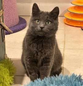 Photo of Cleopatra - KITTEN in foster